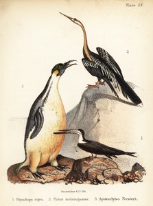 Czarny skimmer, zalotka orientalna i pingwin cesarski. 1855 (litografia)