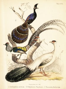 Bażant niebieskolicy, bażant pawański i Lady Amherst 1855 (litografia)