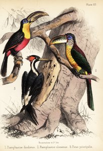 Tukan zielonodzioby, aracari kędzierzawy i drewno z kości słoniowej 1855 (litografia)