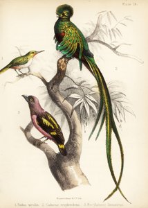 Tody jamajskie, olśniewający kwezal i szerokodziobak. 1855 (litografia)