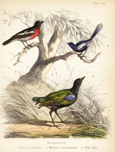 Pacyficzny rudzik, białoskrzydła wróżka i tęczowa pitta. 1855 (litografia)