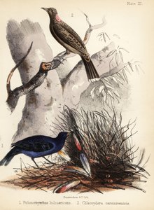 Altany satynowe i płowopierśne. 1855 (litografia)