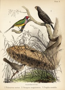 Towarzyski tkacz, zięba pospolita i zięba gouldiańska. 1855 (litografia)
