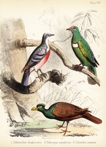 Gołąb zębodzioby, gołąbek z białym śliniakiem i krwawiący Luzon 1855 (litografia)
