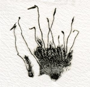 Budding Moss, 2014, (drewnoryt na gampi)