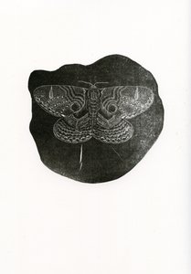 Nocny motyl, 2016, (drewno na papierze)
