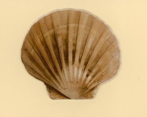 Ilustracja do broszury zatytułowanej Sea Shells (kolor lito)