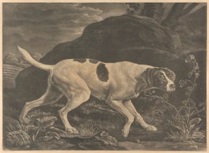 [Strzelanie] „Phillis”, Pointer Lorda Clermontsa
