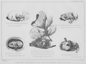 Anatomia, ciąża, płód i krążenie płodowe (lito)