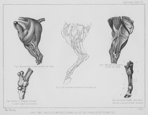 Anatomia, tętnice mięśniowe, kości itp. kończyn tylnych (litowo)
