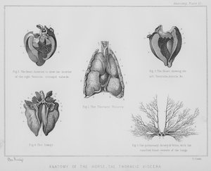 Anatomia konia, wnętrzności klatki piersiowej (lit)