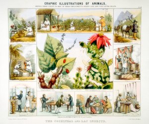 Owady koszenila i szelak, ok. 1850