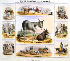 Osioł, ok. 1850