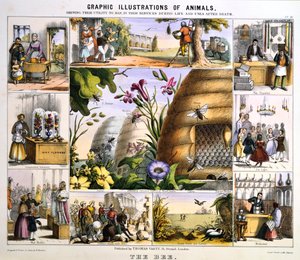 Pszczoła, ok. 1850