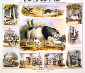 Świnia, ok. 1850