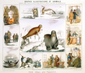Pieczęć i mors, ok. 1850