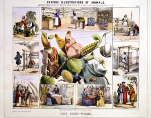 Jedwabnik, ok. 1850