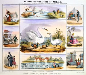 Łabędź, Gęś i Kaczka, ok. 1850 r.