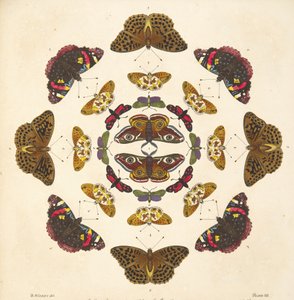 Fragment z il. VII, z Rzadkich przedstawień motyli i ciem, wyd. 1764 (grawerowanie ręcznie kolorowane)