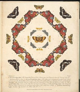 Płyta 1, z Rzadkich przedstawień motyli i ciem, wyd. 1764 (grawerowanie ręcznie kolorowane)