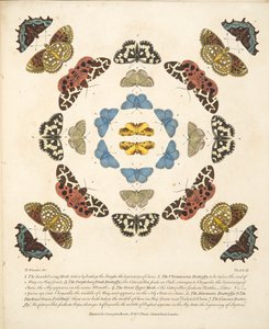 Tablica III, z Rzadkich przedstawień motyli i ciem, wyd. 1764 (grawerowanie ręcznie kolorowane)