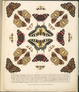 Tablica II, z Rzadkich przedstawień motyli i ciem, wyd. 1764 (grawerowanie ręcznie kolorowane)