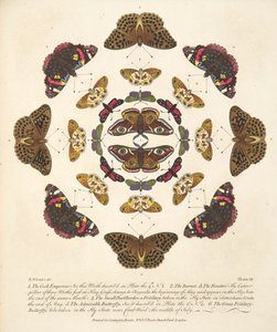Tablica VII, z Rzadkich przedstawień motyli i ciem, wyd. 1764 (grawerowanie ręcznie kolorowane) autorstwa Benjamin Wilkes