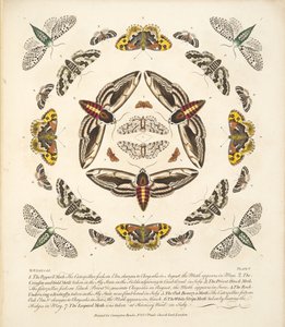 Tablica V, z Rzadkich przedstawień motyli i ciem, wyd. 1764 (grawerowanie ręcznie kolorowane)