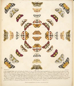 Tablica XI, z Rzadkich przedstawień motyli i ciem, wyd. 1764 (grawerowanie ręcznie kolorowane) autorstwa Benjamin Wilkes
