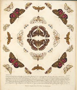 Tabliczka X, z Rzadkich przedstawień motyli i ciem, wyd. 1764 (grawerowanie ręcznie kolorowane)