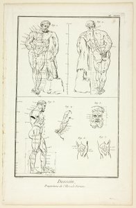 Projekt: Proporcje Herkulesa z Farnese, z Encyclopédie autorstwa Benoit Louis Prevost