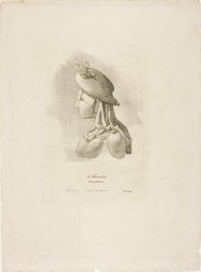 Rzeźniczka, z Arts et Métiers