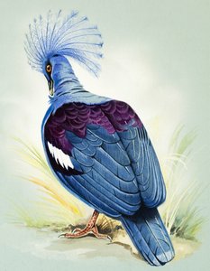 Niebieski gołąb koronowany (gwasz na papierze)