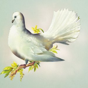 Fantail Dove (gwasz na papierze)