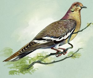 Białoskrzydły gołąb (gwasz na papierze)