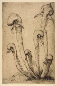 Darlingtonia autorstwa Bertha E. Jaques