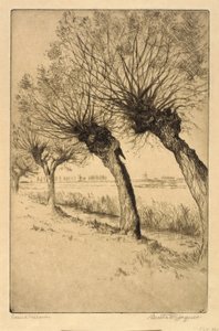 Pollard Willows, Rijsord, Holandia