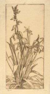 Yucca autorstwa Bertha E. Jaques