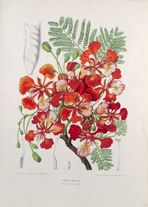 Poinciana Regia, ilustracja z Wybranych kwiatów, owoców i listowia flory i pomony na wyspie Jawa, rytowana przez G. Severeynsa, 1885 (kolorowa chromatografia)