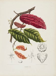 Theobroma, drzewo kakaowe, ok. 1840-1890. autorstwa Berthe Hoola van Nooten