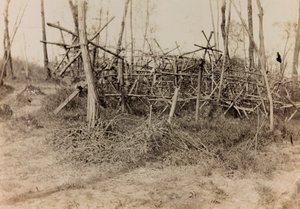 Album I wojny światowej we Friuli-Wenecji Julijskiej: przeszkoda obronna (konie fryzyjskie), 05/1916 (zdjęcie b / w) autorstwa Bertoni Bertoni
