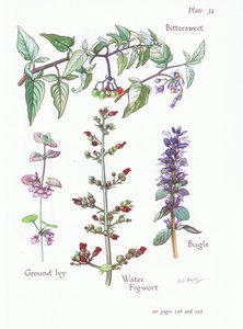 Słodko-gorzki, mielony bluszcz, trąbka, figwort wodny, 1951 autorstwa Bessie D. Inglis