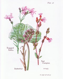 Lepiężnik, Ragged Robin, Red Campion, 1951 autorstwa Bessie D. Inglis