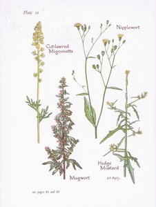 Mignonette cięte, bylica, sutek, musztarda żywopłotowa, 1951 autorstwa Bessie D. Inglis