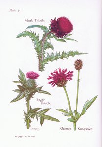Ostropest Piżmowy, Ostropest Włóczniowy, Knapweed, 1951