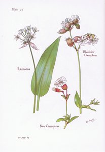 Ramsons, Pęcherz Campion, Sea Campion, 1951 autorstwa Bessie D. Inglis