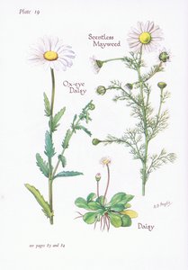 Bezzapachowa Mayweed, Daisy, Ox-Eye Daisy, 1951
