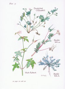 Bociany Bill, Gołębie Stopa, Cranesbill, Herb Robert, 1951 autorstwa Bessie D. Inglis
