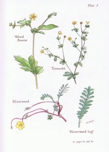 Wood Avens, Tormentil, Silverweed, 1951 autorstwa Bessie D. Inglis