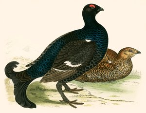 Cietrzew